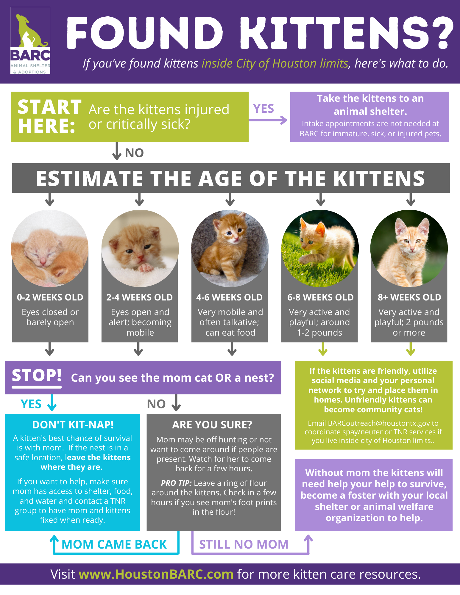 Kitten Flow Chart